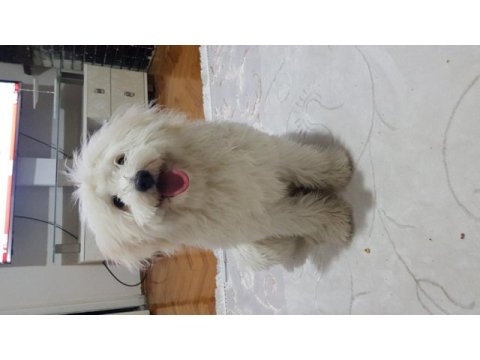 Ama çok şeker maltese