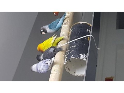Üreticiden cennet papağanları