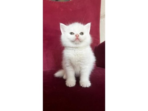 Scottish straight shorthair