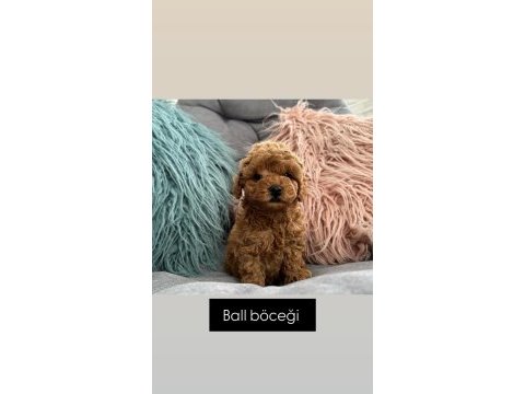 Kore toy poodle