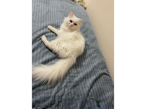 Chinchilla dişi kedimiz