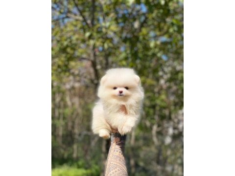 2.5 aylık orijinal pomeranian boo yavrular