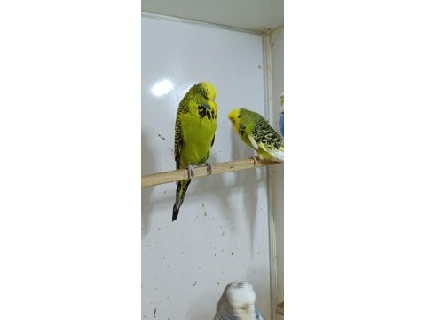 Show jumbo muhabbet kuşu ve salma kafes