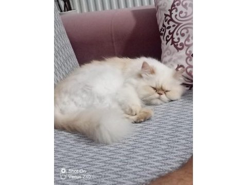 İran kedisi 4 yaşında dişi