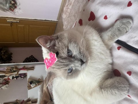 British shorthair kedisi
