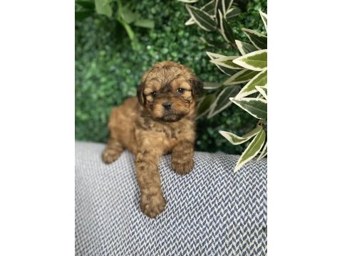 Tatlı mı tatlı maltipoo yavruları