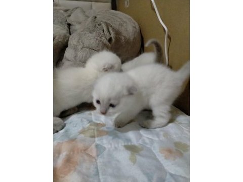 3 haftalık oyuncu scottish fold bebekler