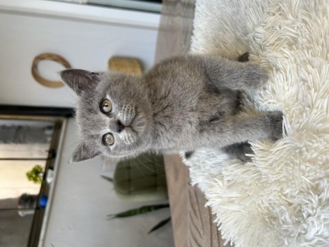 British shorthair