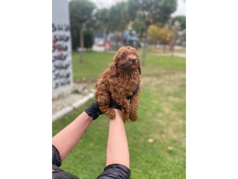 Toy poodle yavrularim ev üretimi