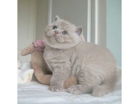 British shorthair bebek
