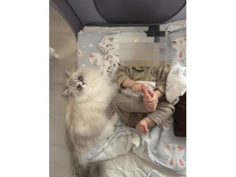 2 yaşında aşırı uysal ragdoll