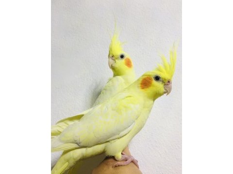 Jumbo boy ev üretimi a kalite erkek lutino sultanlar