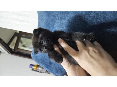 Scottish fold siyah kedimiz
