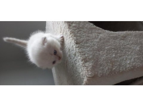Yavru british shorthair mama yiyorlar tuvalet eğitimi var