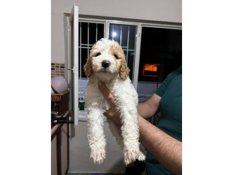 Kurumsal poodle çiftliğinden f2 maltipoo bebekler