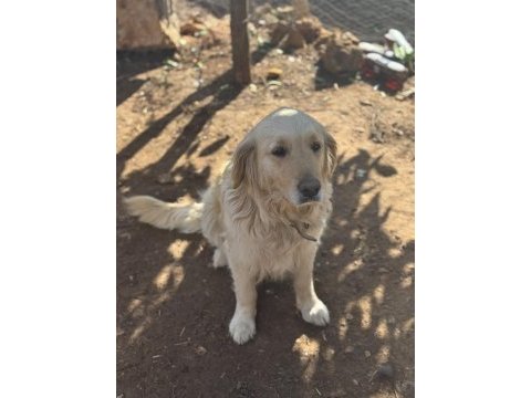 Irk ve sağlık garantili golden retriever