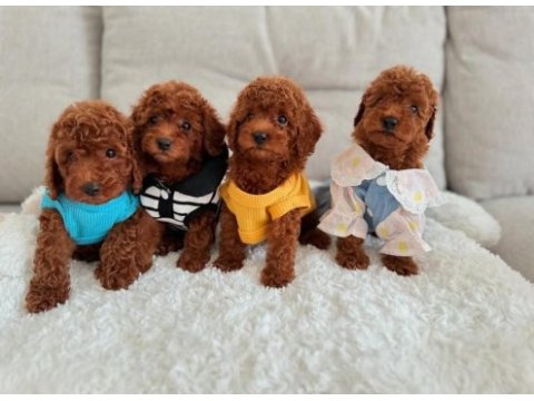 Gerçek toy poodle yavruları garantili