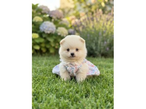 Pomeranian boo mimik boy