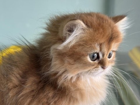 Show kalite golden longhair british yavrularımız