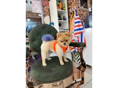 Pomeranian boo dişi için uygun erkek aranıyor
