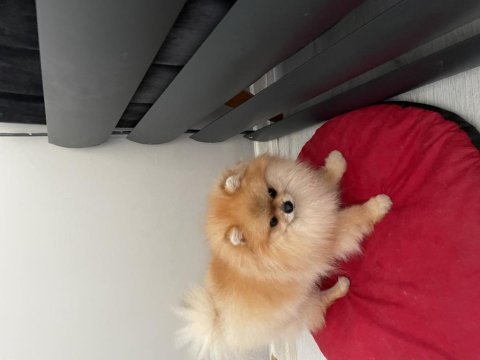 Pomeranian boo erkeğimiz yuvasını arıyor