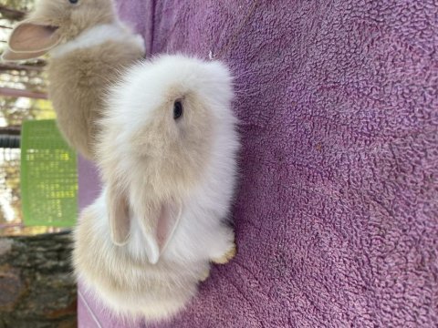 Hollanda lop melezi yavru tavşanlar