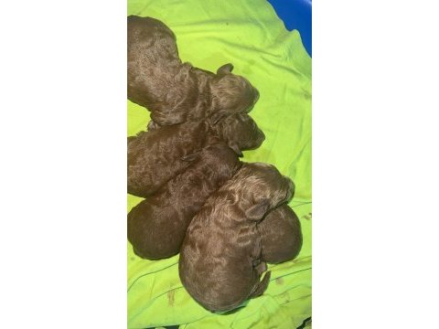 Red brown renk ırk garantili kore kan poodle