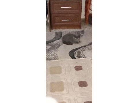 British shorthair kedisi