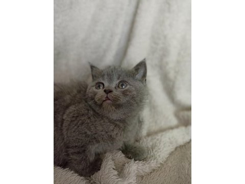 Scottish fold straight