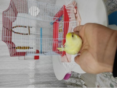 Yavru lutino muhabbet kuşu
