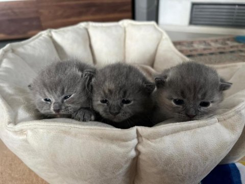 3 tane dişi kırık kulak güzeller güzeli scottish fold bebek