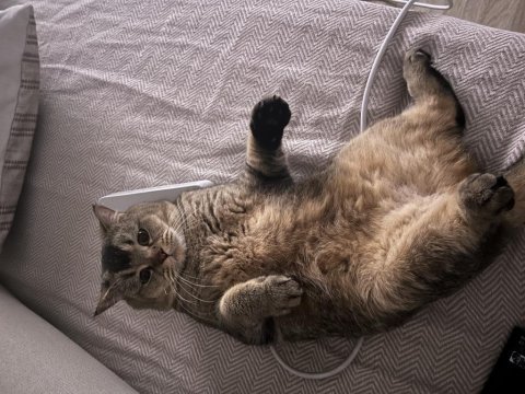 Ücretsiz british shorthair kedisi