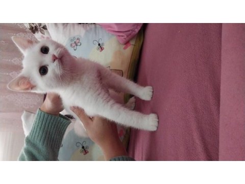 Üst düzey british shorthair bebekler