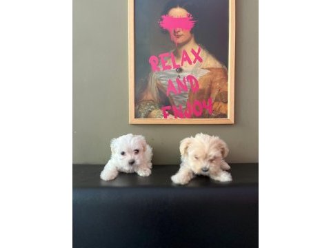 Ev ortamından son 2 dişi maltese terrier 45 günlük