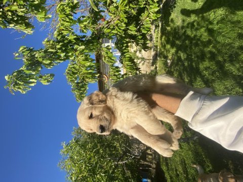 Kaliteli golden retriever bebeklerimiz