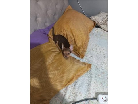 Görüşülür chihuahua