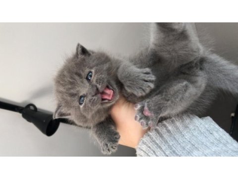 British shorthair sevgi bombaları