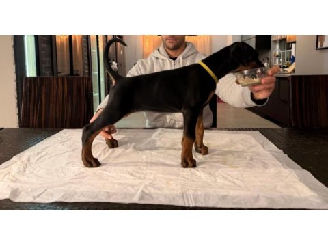 A şecereli şampiyon kan hattından son dişi doberman