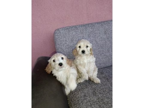 Bu bambaşka maltipoo