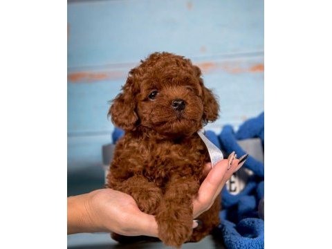 Toy poodle yavruları