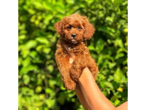 Irk ve sağlık garantili orjinal maltipoo yavrular