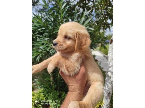 Aileye uygun maltipoo bebeklerimiz