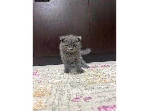 Gri british shorthair yavrularımız