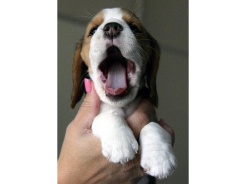 Avcı beagle yavrularım