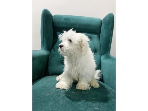 Maltese yavrular