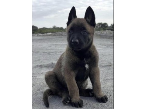 Belçika kurdu köpeğimiz