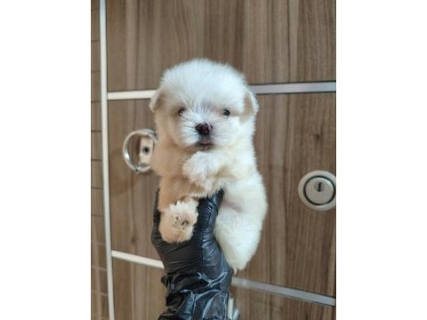 Kore maltese yavrular