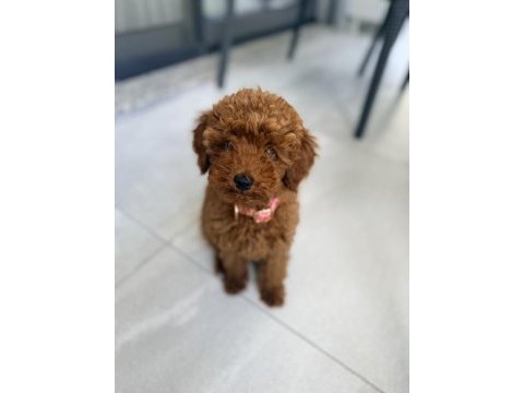 4 aylık toy poodle
