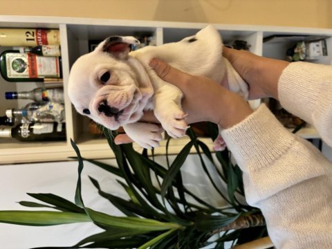 Akıllı french bulldog yavrular