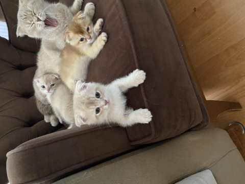 Scottish fold kediler 55 günlük oldular